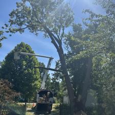 Tree-Removal-and-Sawmill-Services-project-in-Sudlersville-MD 9